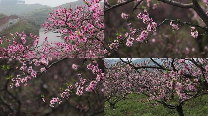 春天桃花开满山