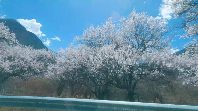 西藏林芝米林县派镇雅鲁藏布大峡谷沿途风景