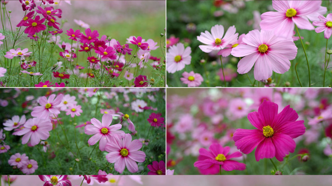 鲜花野花花圃花园花的海洋各种各样的花