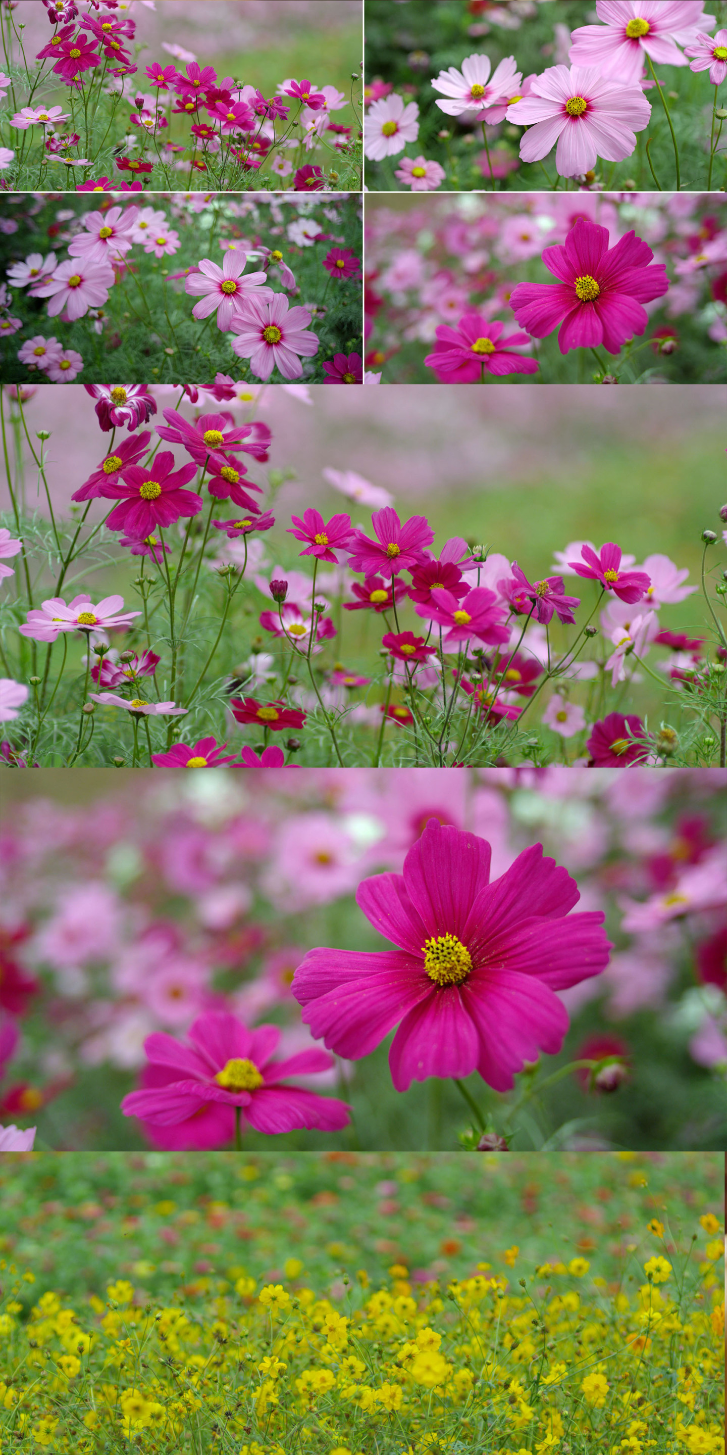 鲜花野花花圃花园花的海洋各种各样的花