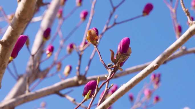 花 树  春天 生机  自然