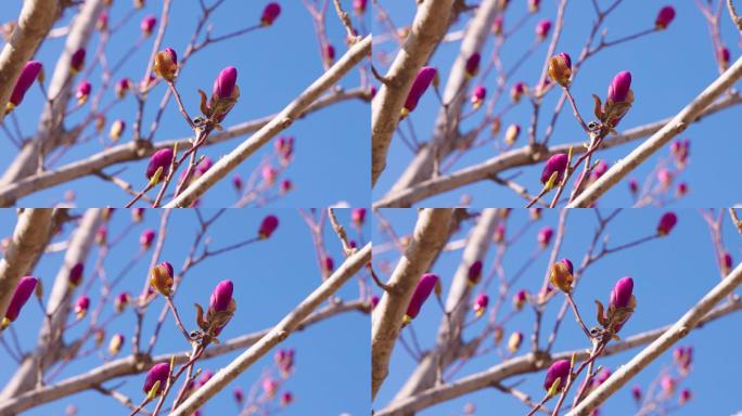 花 树  春天 生机  自然