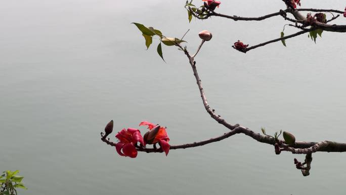 木棉花开了春暖花开广西南宁邕江边的英雄树