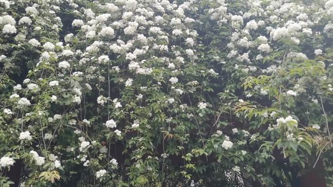 白色花树满树白花