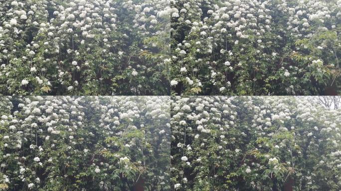 白色花树满树白花