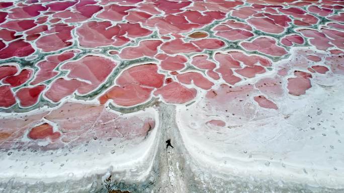 内蒙古阿拉善腾格里沙漠的粉红秘境骆驼湖
