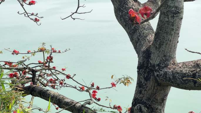 木棉花开了广西南宁邕江边的英雄树春暖花开