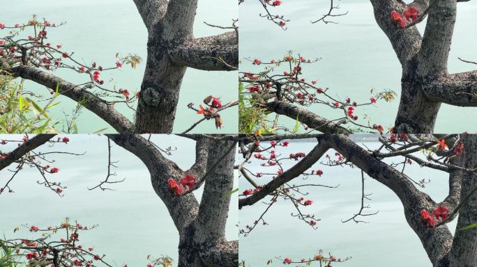 木棉花开了广西南宁邕江边的英雄树春暖花开