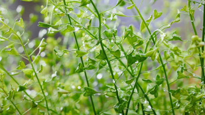 荠菜地菜野菜中药材