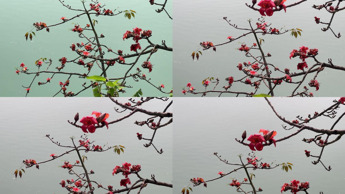 木棉花开了春暖花开广西南宁邕江边的英雄树