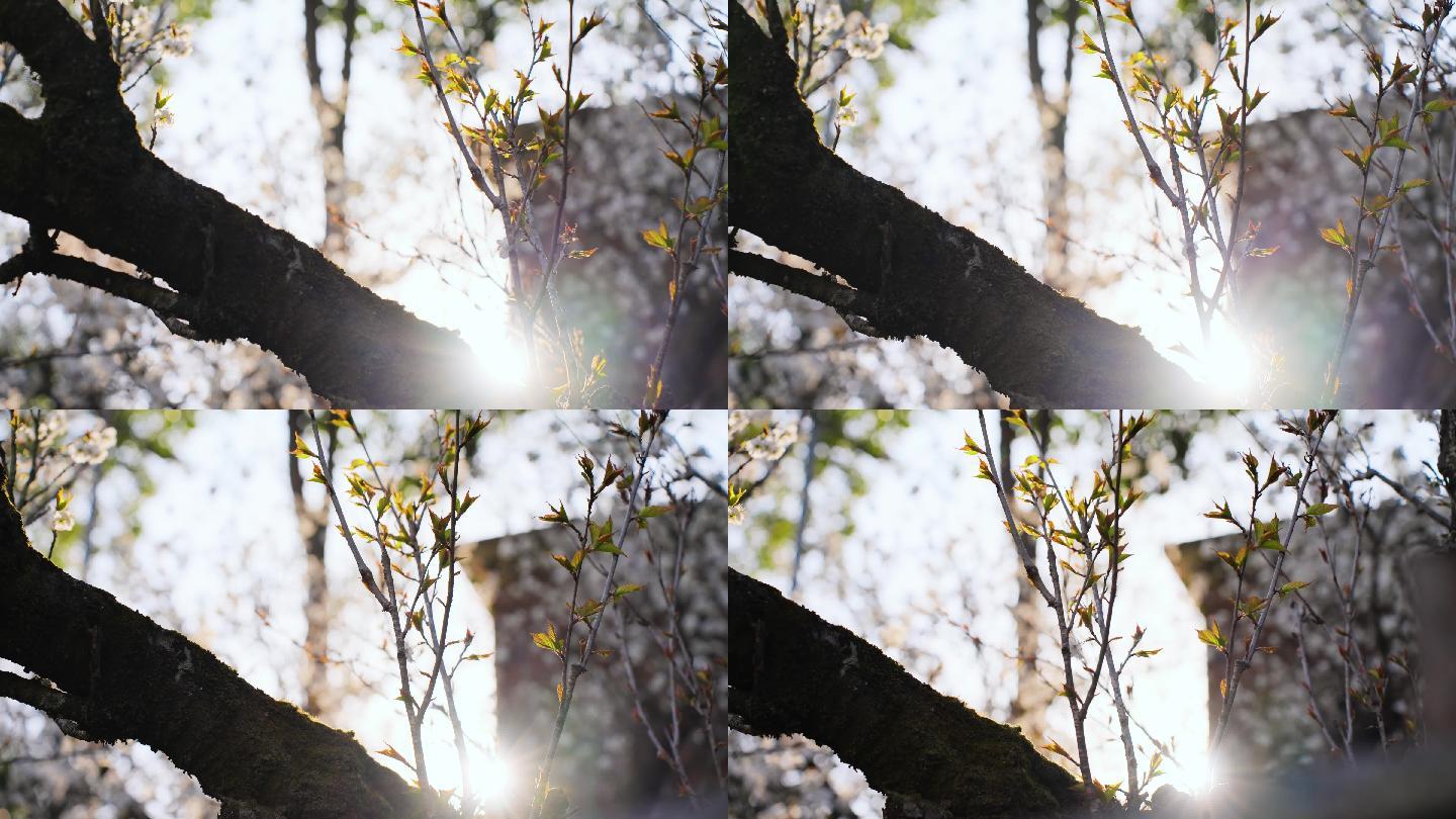 4K拍摄春天樱花
