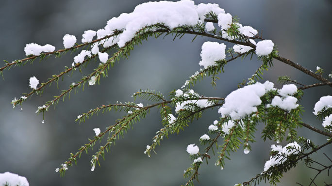 严寒冬天下雪原始森林白雪覆盖