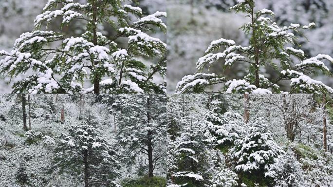 严寒冬天下雪原始森林白雪覆盖