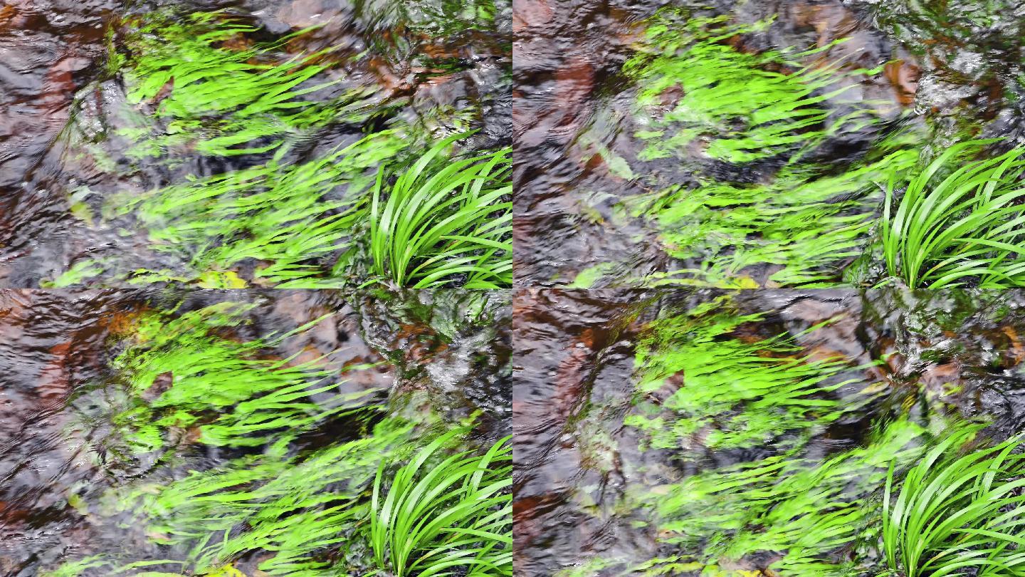 清澈溪水流过绿色水生植物水菖蒲