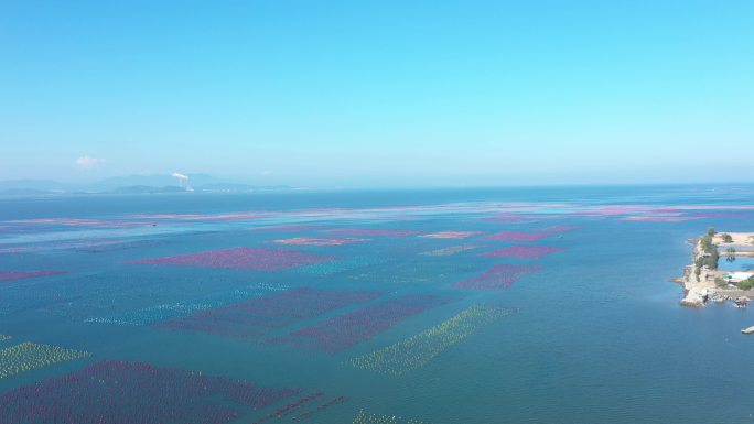 海上水产养殖海带紫菜养殖