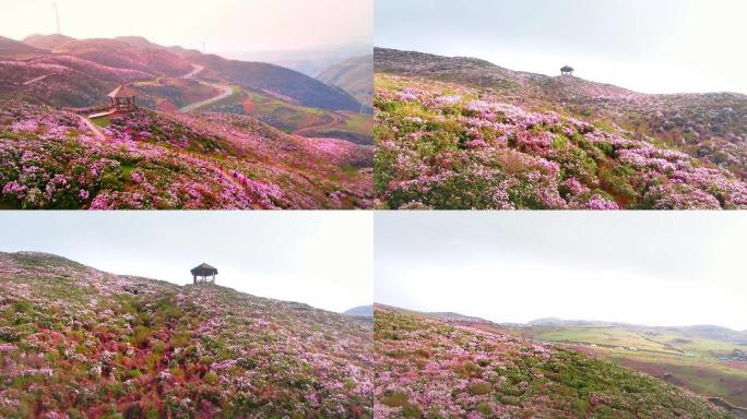 4K 乌蒙大草原花海