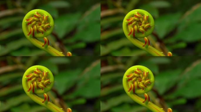 微距镜头拍摄乌毛蕨野外蕨类植物