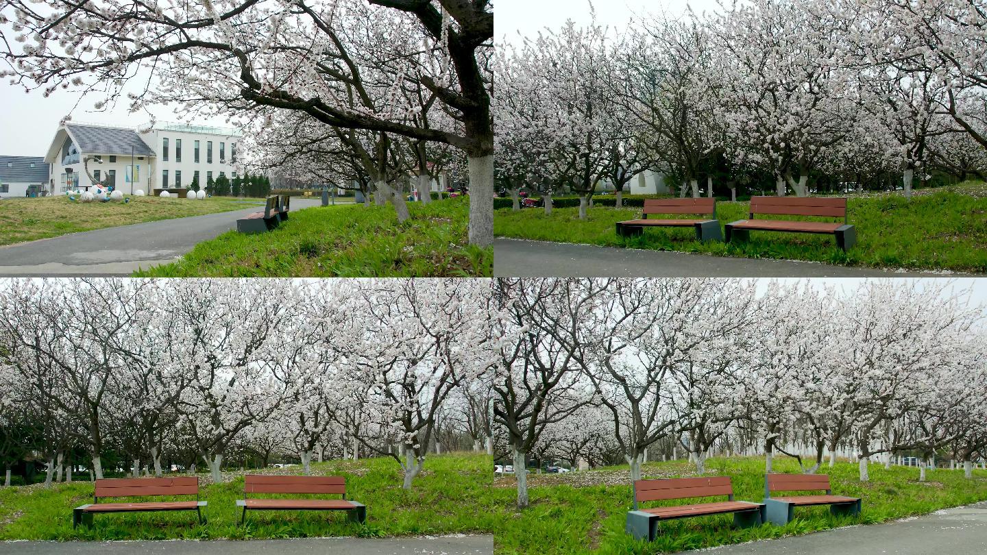 公园里樱花下的长椅