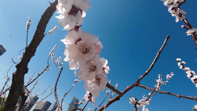 花 树  春天 生机  自然