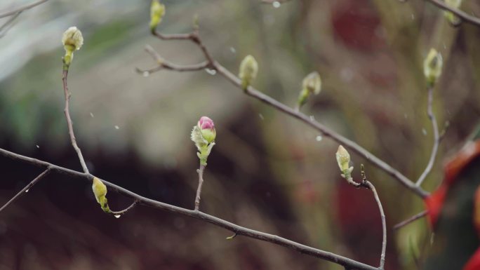 4K拍摄初春雨雪中的旱莲花