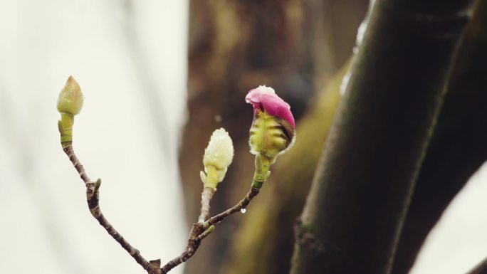 4K拍摄初春雨雪中的旱莲花