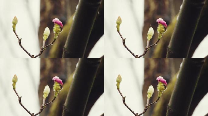 4K拍摄初春雨雪中的旱莲花