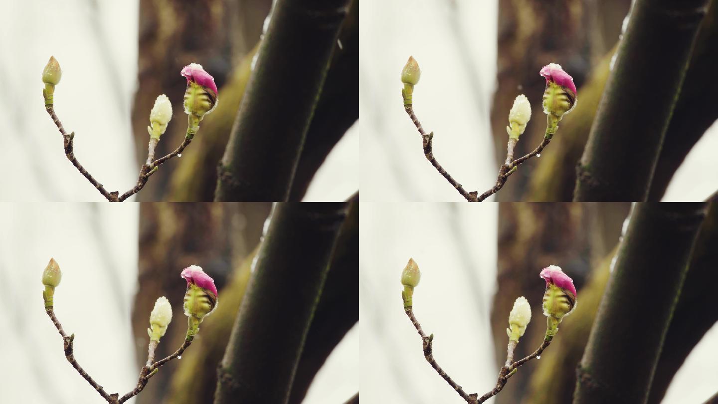 4K拍摄初春雨雪中的旱莲花