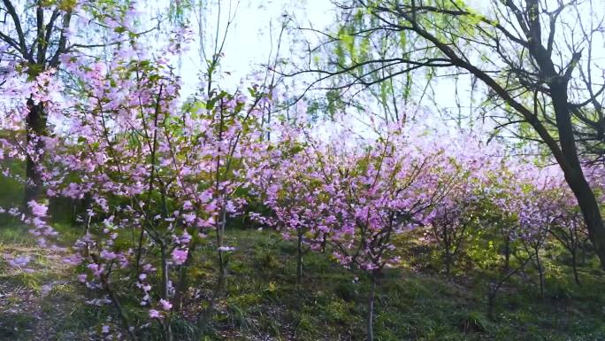 花 春天 开花 生机 花瓣 春天美景