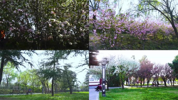 花 春天 开花 生机 花瓣 春天美景