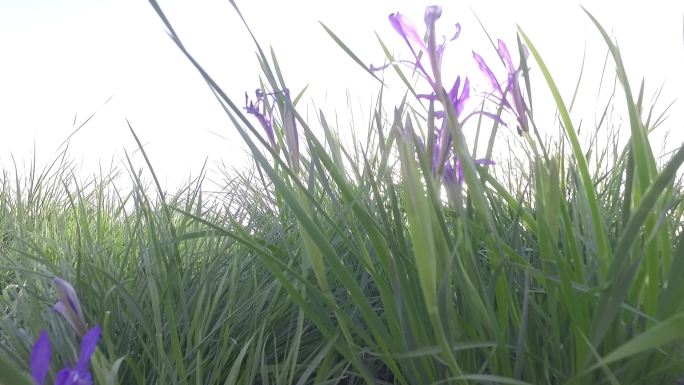 野花马兰花马莲花野草植物