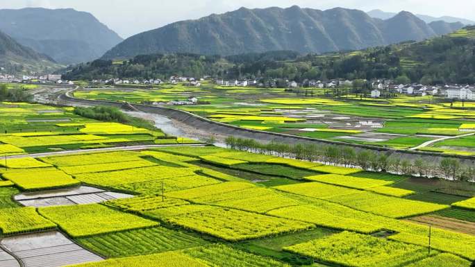 油菜花海