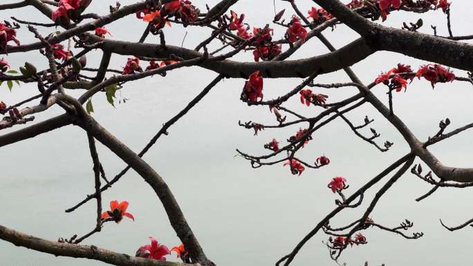 春暖花开广西南宁邕江边的英雄树木棉花开