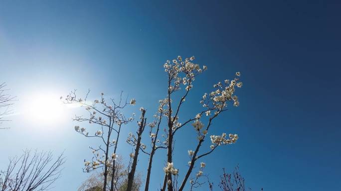 花 树  春天 生机  自然