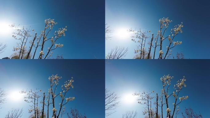 花 树  春天 生机  自然