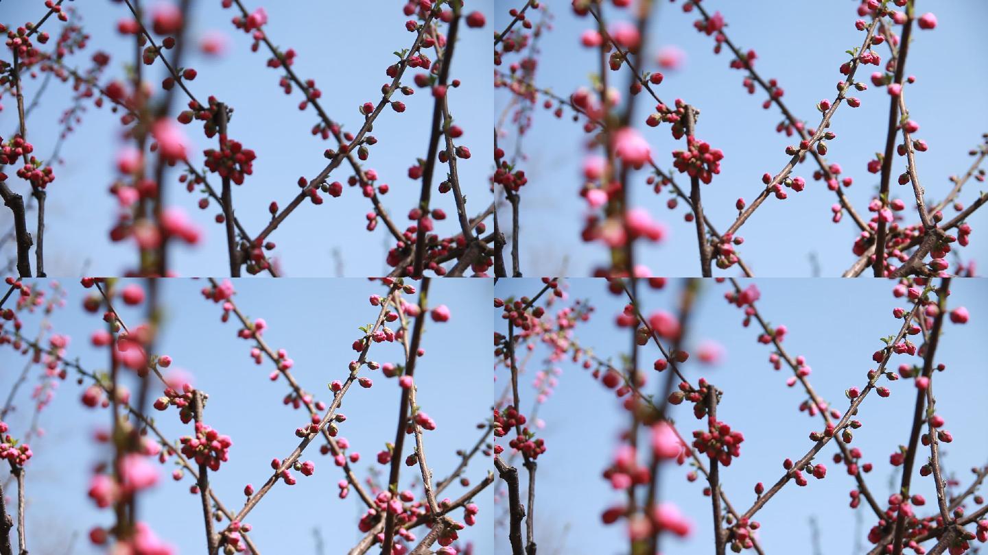 春季一簇一簇的红榆梅花开了