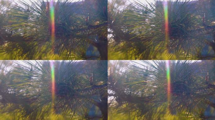 松枝 特写  植物 树 生机