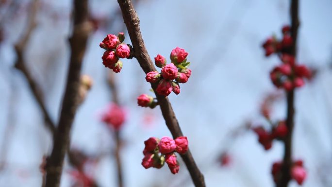 春季红榆梅花开了