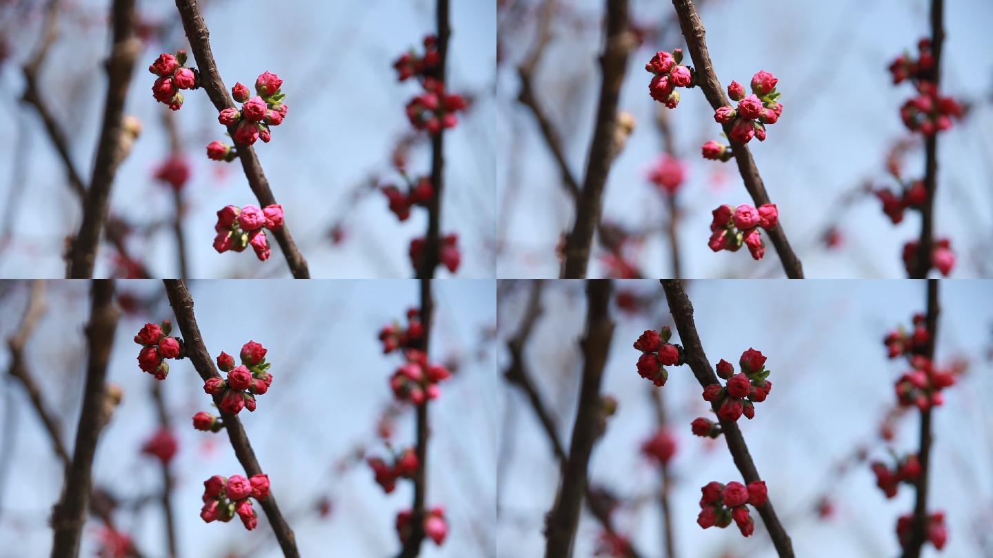 春季红榆梅花开了