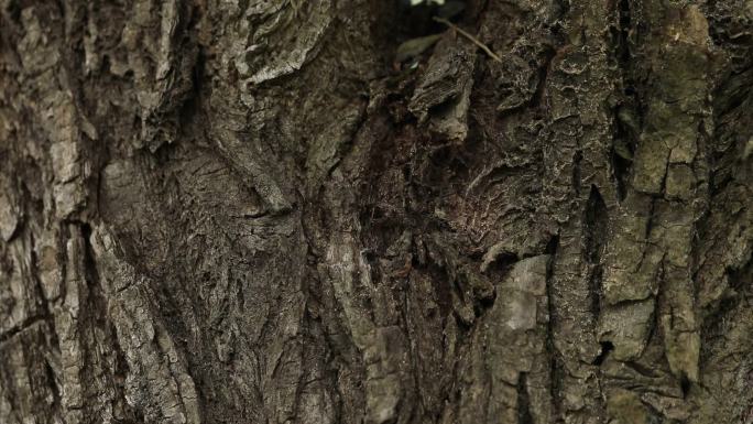 树上的蚂蚁