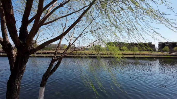 河岸  春天 生机  自然  水系