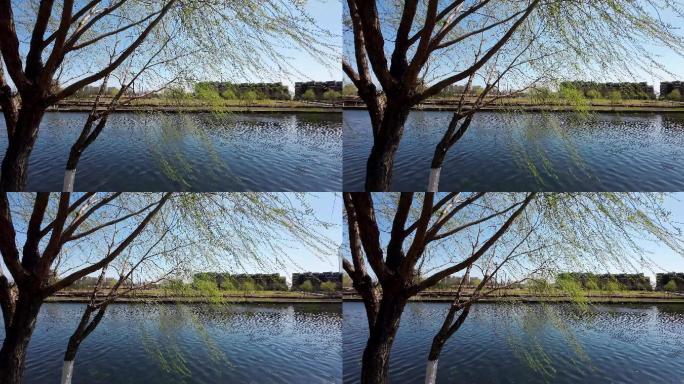 河岸  春天 生机  自然  水系