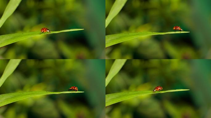 微距摄影 4K瓢虫昆虫微距拍摄