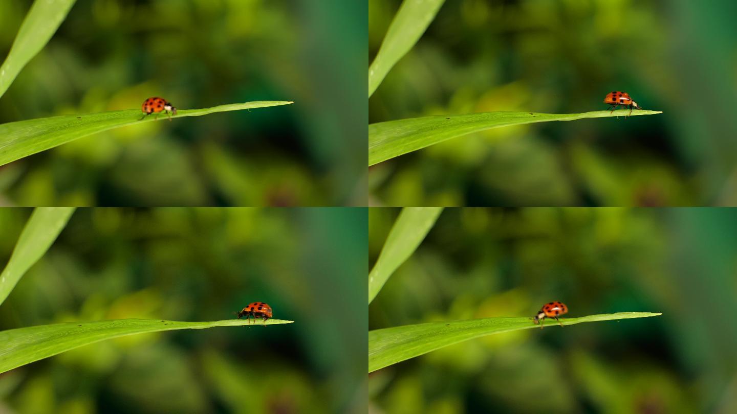 微距摄影 4K瓢虫昆虫微距拍摄