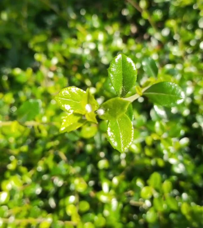 花花草草