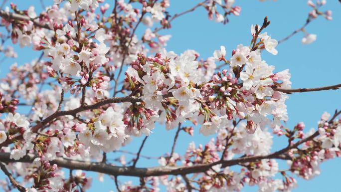 4K樱花开 春天郊游看花樱树开花春天游玩