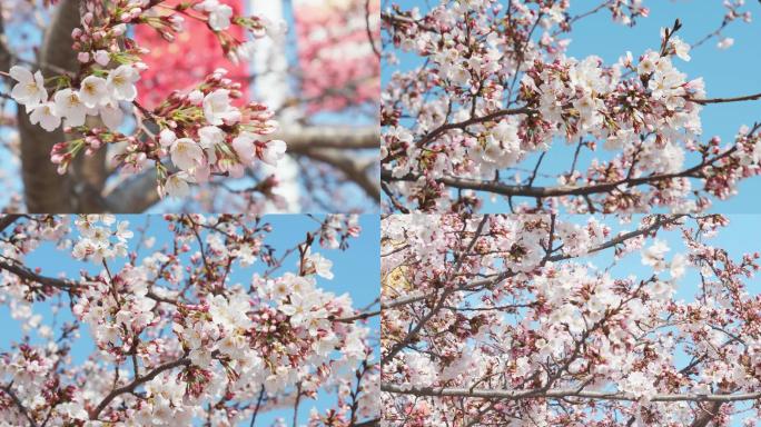 4K樱花开 春天郊游看花樱树开花春天游玩