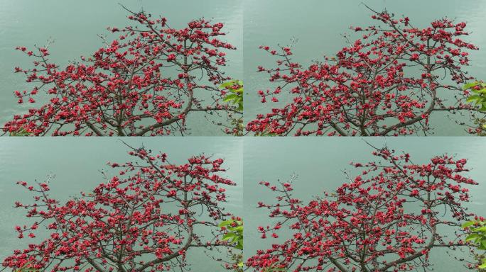 春天来了广西南宁邕江边的木棉花开春暖花开