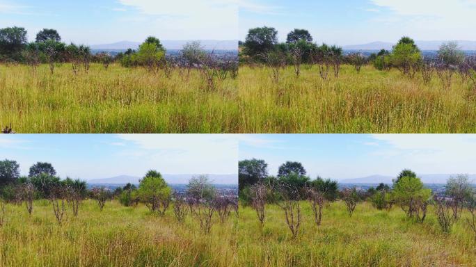 枯黄的草地与枯树