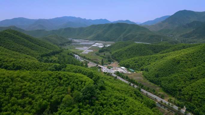 【4K】湖州莫干山竹林航拍延时