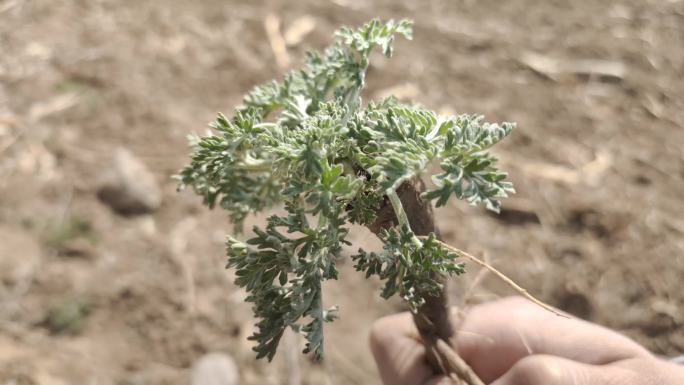 野外 春天 茵陈 茵陈蒿 小草